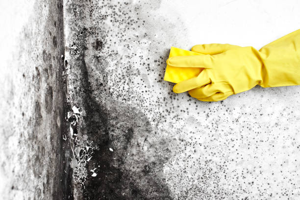 Office Mold Removal Services in Clemson, SC