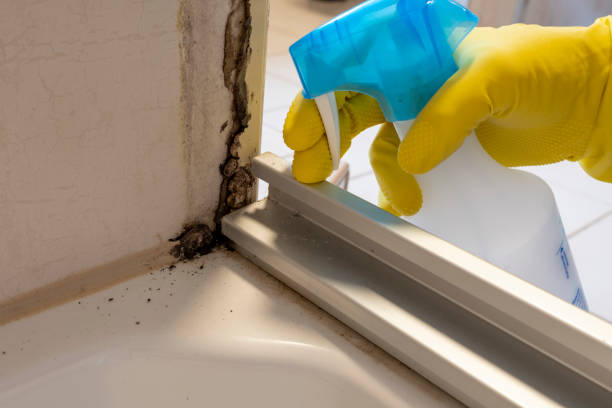 Professional Mold Removal in Clemson, SC