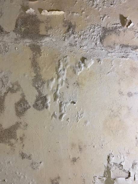 Best Mold Removal Company Near Me  in Clemson, SC