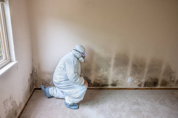 Best Residential Mold Removal  in Clemson, SC