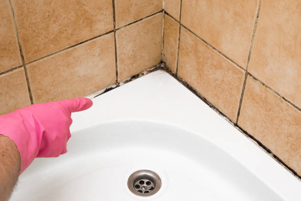 Best Local Mold Removal Service  in Clemson, SC
