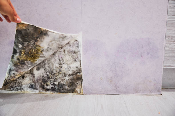 Best Professional Mold Removal  in Clemson, SC